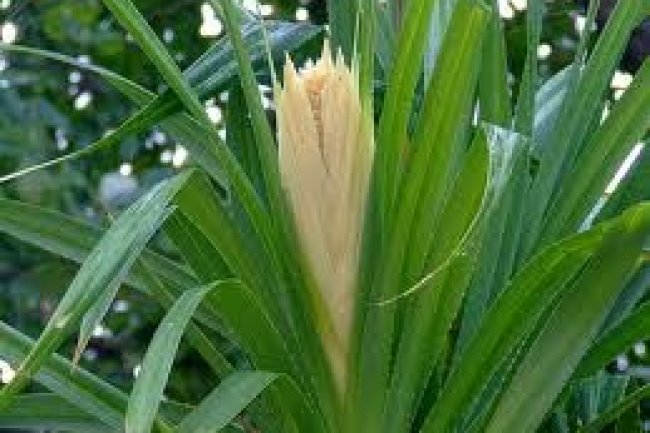 जानिए क्यों विराजित हुए हनुमान जी, अर्जुन के रथ के छत्र पर