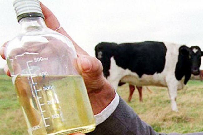 किसी अमृत से कम नहीं गौमूत्र