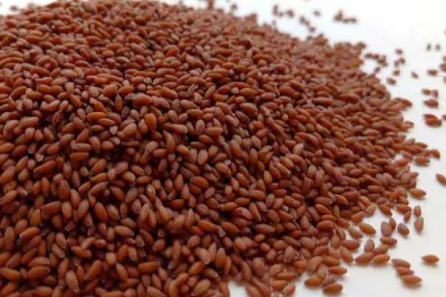 चंद्रशूर के ज़बरदस्त फायदे-