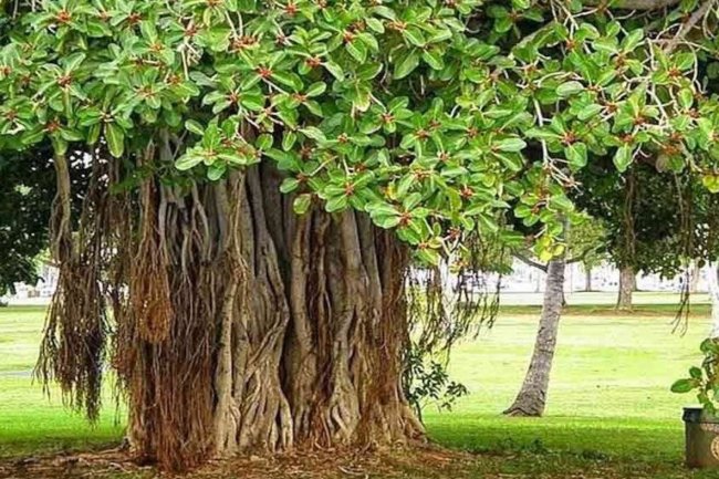 नौकरी-व्यापार में पदोन्नति के लिए करें बरगद के पेड़ के ये उपाय, मिलेगा लाभ