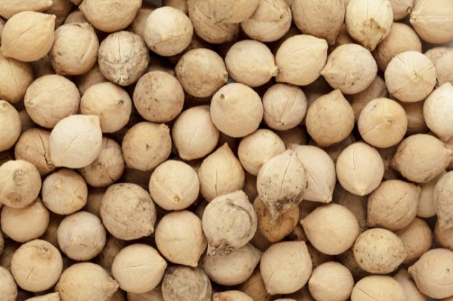 पुत्रजीवक के फायदे और नुकसान