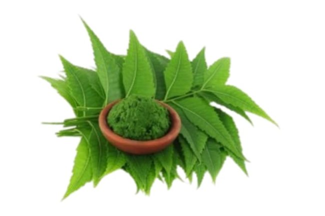 नीम के पत्ते हैं सेहत और सुंदरता के लिए रामबाण
